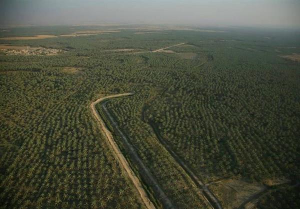 ۶۳۰ میلیارد تومان سرمایه‌گذاری در حوزه کشاورزی استان بوشهر انجام شده است