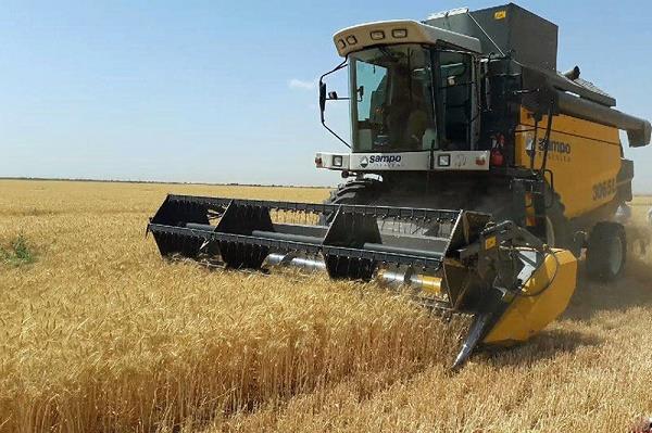 کاهش ۵۲ درصدی خرید گندم در بوشهر