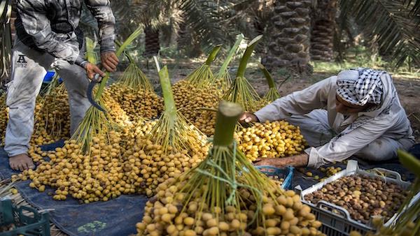 ۱۱۶ هزار تن محصول نخیلات استان بوشهر برداشت شد