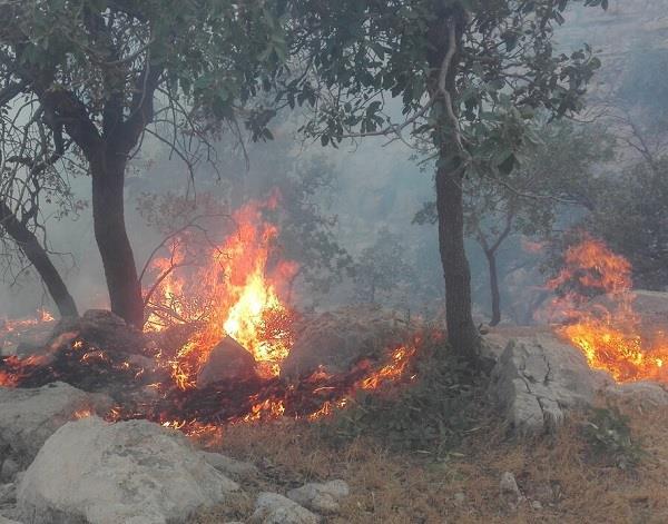 مناطق حفاظت‌شده استان بوشهر وضعیت حساسی برای آتش‌سوزی دارد