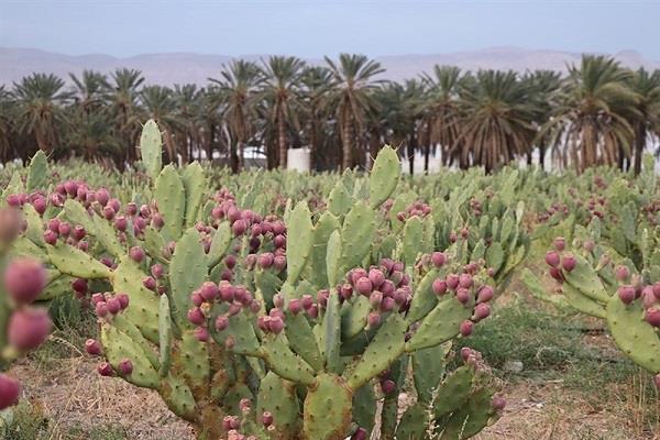 کشت گونه کاکتوس اپونتیا در ۵ هزار هکتار اراضی استان بوشهر