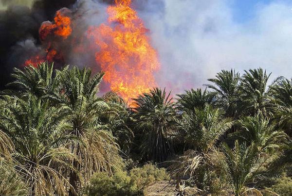 ۶۰۰ اصله نخل بخش سعدآباد بوشهر در آتش سوخت